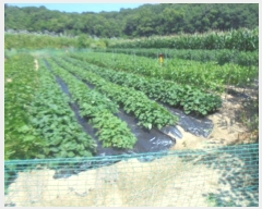  2024Ÿ��1770 ��� ���ֽ� �߾�ž�� ������ 453      ����(��1)���