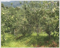  2024Ÿ��34152 ��� ���ֽ� ����� 383-14       ����(������)���