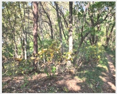  2024Ÿ��7351 ��� ��õ�� �ſ��� 1115-15       ����(�Ӿ�)���