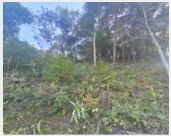  2024Ÿ��7351 ��� ��õ�� �ſ��� 1115-15       ����(�Ӿ�)���