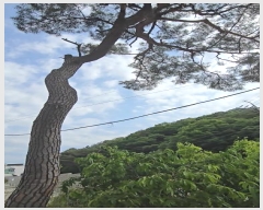  2024Ÿ��353 ��� ��õ�� ������ �ݻ긮 86      ����(����)���