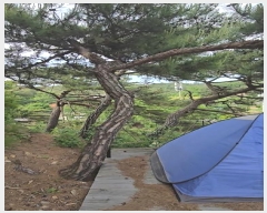  2024Ÿ��353 ��� ��õ�� ������ �ݻ긮 86      ����(����)���