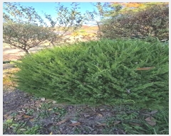  2024Ÿ��735 ��� ��õ�� �̿��� ������ 232      ���ð��