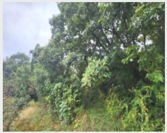  2024Ÿ773   ǳɸ  287      (Ӿ)