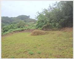  2024Ÿ��10459 ��� ������ Ȳ���� �ݰ踮 596      ����(��1)���