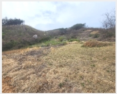  2024Ÿ��10459 ��� ������ Ȳ���� �ݰ踮 596      ����(��1)���