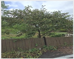  2024Ÿ11384   簭  295-1      ð