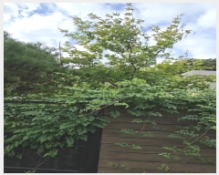  2024Ÿ11384   簭  295-1      ð