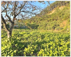  2024Ÿ11452    θ 167      ()