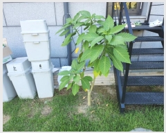  2024Ÿ9655 Ưġ  981        ()