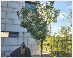  2024Ÿ9655 Ưġ  981        ()