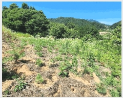  2024Ÿ111817 泲 ݻ걺 ݻ Ŵ븮 161      (1)