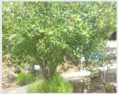  2024Ÿ��118535 ���� �߱� ��л��31���� 132-6       ���ð��