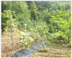  2024Ÿ��118535 ���� �߱� ��л��31���� 132-6       ���ð��