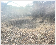  2024Ÿ124837 Ưġ 屺 ݾϸ 252       ()