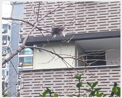  2024Ÿ��1729  ���ð��