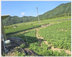  2024Ÿ��6618 �泲 �ݻ걺 �θ��� ��츮 369      ����(��1)���