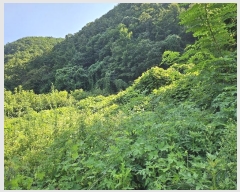  2024Ÿ��6618 �泲 �ݻ걺 �θ��� ��츮 369      ����(��1)���