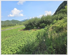  2024Ÿ��6618 �泲 �ݻ걺 �θ��� ��츮 369      ����(��1)���