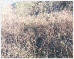  2024Ÿ123148 泲 ݻ걺  ﰡ 423-1      (Ӿ)