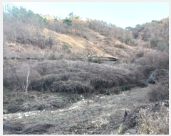  2024Ÿ123148 泲 ݻ걺  ﰡ 423-1      (Ӿ)