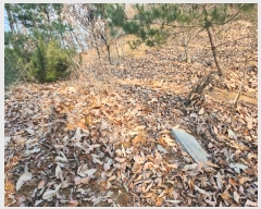  2024Ÿ��11375  �Ӿ߰��