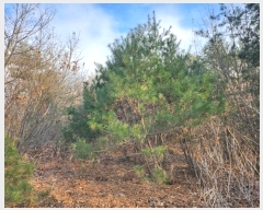  2024Ÿ��11375  �Ӿ߰��