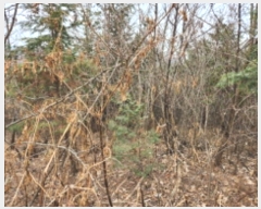  2024Ÿ��11375  �Ӿ߰��