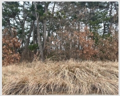  2024Ÿ��3971  �Ӿ߰��