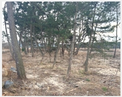  2024Ÿ��3971  �Ӿ߰��