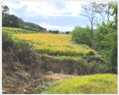  2024Ÿ��20938 �泲 ���걺 ����� ȭ�긮 667      ����(��)���