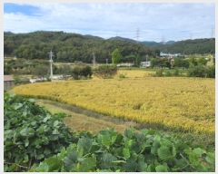  2024Ÿ��20938 �泲 ���걺 ����� ȭ�긮 667      ����(��)���