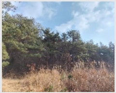  2024Ÿ22101 泲 ɽ ֻ 긮 65-44      (Ӿ)