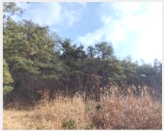  2024Ÿ22101 泲 ɽ ֻ 긮 65-44      (Ӿ)