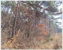  2024Ÿ22101 泲 ɽ ֻ 긮 65-44      (Ӿ)