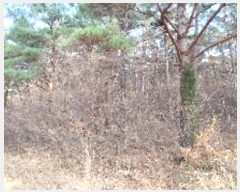  2024Ÿ22101 泲 ɽ ֻ 긮 65-44      (Ӿ)