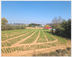  2024Ÿ20983 泲 걺 žϸ  25-25      (Ӿ)