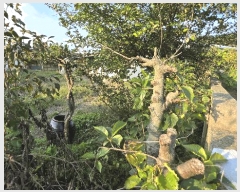  2024Ÿ1893 泲 ο Ծϸ Ÿ 342      ()