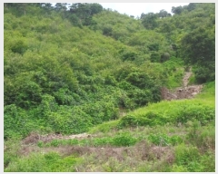  2024Ÿ��1015 �泲 ����� ���̸� �ݾϸ� 137      ����(�Ӿ�)���