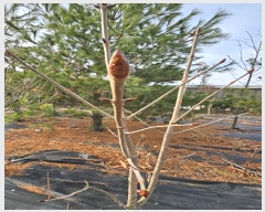  2024Ÿ��1725  �󰡰��