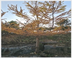  2024Ÿ��1725  �󰡰��