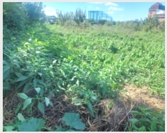  2024Ÿ��112208 �泲 �ƻ�� �ǿ��� 137-69       ����(��1)���