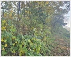  2024Ÿ5812 泲 ƻ   27      (Ӿ)