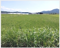  2024Ÿ��1059  ����