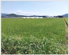  2024Ÿ��1059  ����