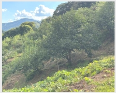  2024Ÿ1141 泲 ֽ  õ 363-4      (1)