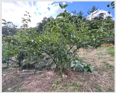  2024Ÿ1141 泲 ֽ  õ 363-4      (1)