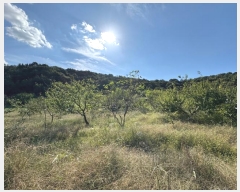  2024Ÿ21961 泲 ֽ Ǵ θ 251      ()