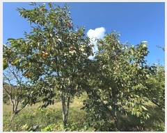  2024Ÿ21961 泲 ֽ Ǵ θ 251      ()