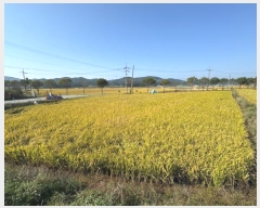  2024Ÿ21992 泲 û籺  Ѹ 547-1      ()